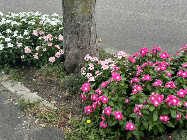 イメージ図／花壇コンクール