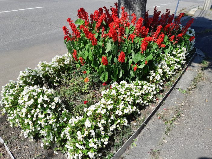 帯広市花壇コンクールに参加しました